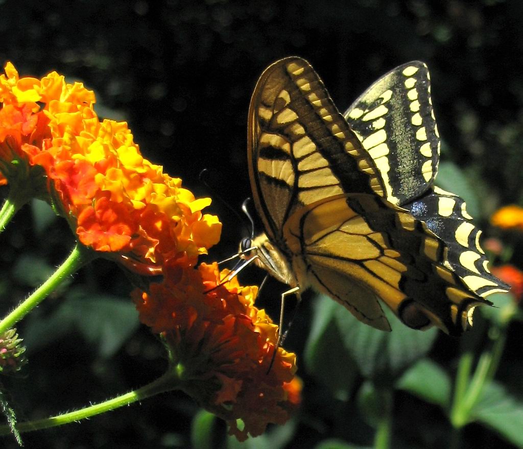 charaxes jasus